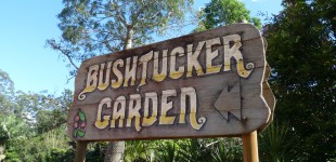 Apr 7 Bushtucker Walk - a walk to learn about the native fruits and their benefits